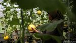 Segarnya Budidaya Hidroponik Melon Jepang