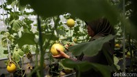 Melon Jepang ini ditanam dengan cara hidroponik.