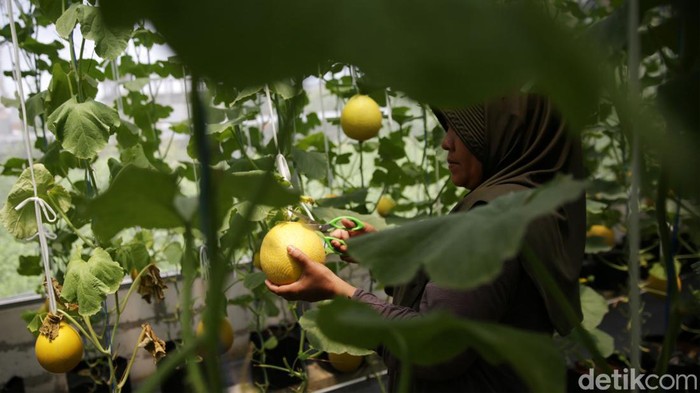 Segarnya Budidaya Hidroponik Melon Jepang Petani bersiap memanen melon jenis Intanon/Golden Emerald di Swara Hijau Farm, Duren Sawit, Jakarta Timur, Senin (10/4/2023).