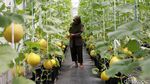 Segarnya Budidaya Hidroponik Melon Jepang