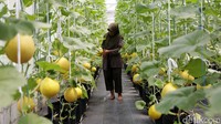 Di lahan ini terdapat 470 pohon melon dari jenis Golden Emerald dan Puji Sawah.