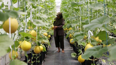 Segarnya Budidaya Hidroponik Melon Jepang