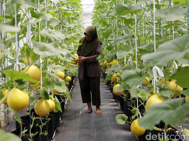 Segarnya Budidaya Hidroponik Melon Jepang