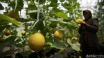 Segarnya Budidaya Hidroponik Melon Jepang