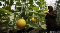 Dalam 70 hari, melon ini sudah dapat dipanen. Harga perkilogran melon jenis ini Rp 40.000
