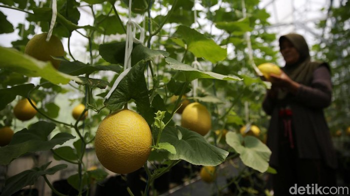 Petani bersiap memanen melon jenis Intanon/Golden Emerald di Swara Hijau Farm, Duren Sawit, Jakarta Timur, Senin (10/4/2023).