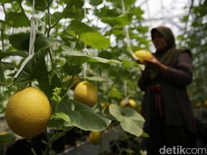 Di Jepang Ada Melon Termahal Harganya Rp 374 Juta, Minat Beli?