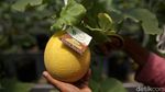 Segarnya Budidaya Hidroponik Melon Jepang