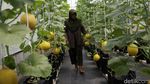 Segarnya Budidaya Hidroponik Melon Jepang
