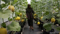Petani bisa memanen 4 kwintal dalam sekali panen.