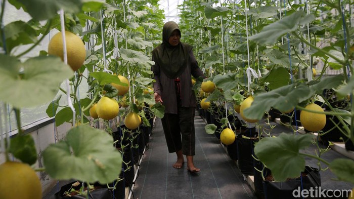 Segarnya Budidaya Hidroponik Melon Jepang Petani bersiap memanen melon jenis Intanon/Golden Emerald di Swara Hijau Farm, Duren Sawit, Jakarta Timur, Senin (10/4/2023).