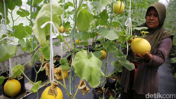 Segarnya Budidaya Hidroponik Melon Jepang Petani bersiap memanen melon jenis Intanon/Golden Emerald di Swara Hijau Farm, Duren Sawit, Jakarta Timur, Senin (10/4/2023).