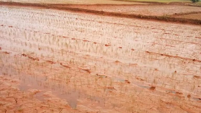 200 Hektare sawah di Kolaka terendam lumpur tambang.