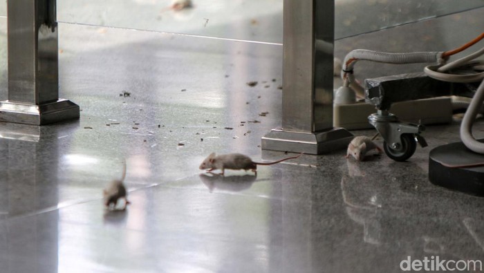 Aksi Lepas Tikus di KPK, Desak Firli Bahuri Mundur Massa Komunitas Aktivis Muda Indonesia gelar aksi di depan Gedung Merah Putih KPK, Jakarta. Mereka menuntut Ketua KPK Firli Bahuri mundur dari jabatan.