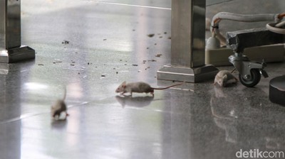 Aksi Lepas Tikus di KPK, Desak Firli Bahuri Mundur