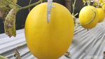 Potret Ngabuburit Sambil Petik Melon di Lamongan