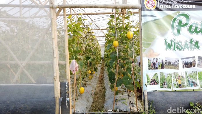 Berburu Melon Golden Kinanti Lamongan Berburu Melon Golden Kinanti Lamongan