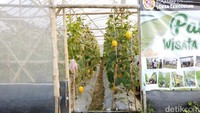 Pemilik greenhouse ini yakni Yudi Amin, warga Desa Tenggulun, Kecamatan Solokuro, Lamongan. Yudi membuka lahan greenhouse seluas 600 meter yang ia tanami melon jenis kinanti itu untuk ajang ngabuburit saat panen perdana.