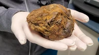 Tupai tersebut diperkirakan mati pada saat melakukan hibernasi pada Zaman Es sekitar 30.000 tahun lalu. Foto: (Dok Yukon Beringia Interpretive Center via Smithsonian Magazine)