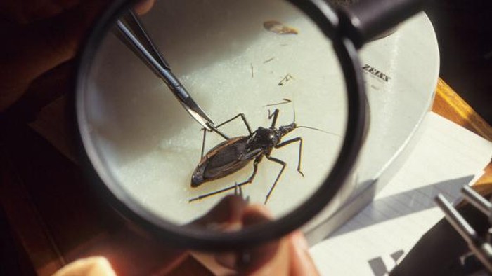 Ilustrasi Chagas