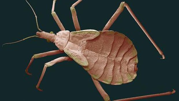 Ilustrasi Chagas