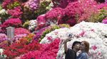 Keindahan Bunga Azalea yang Mekar Ini Bikin Kangen Tokyo!