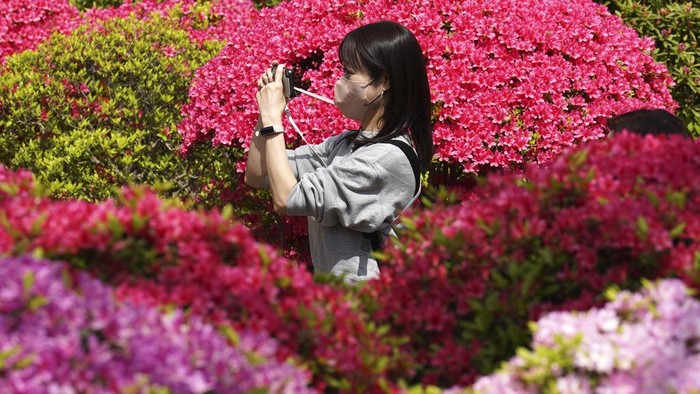 Keindahan Bunga Azalea yang Mekar Ini Bikin Kangen Tokyo!