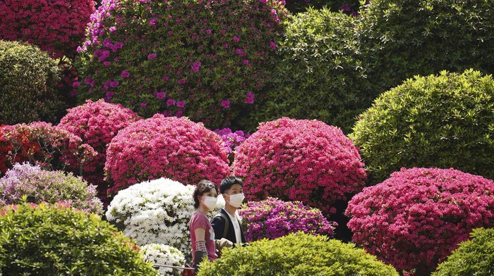 Visitors walk through azalea blossoms at Nezu Shrine on a mild spring day Tuesday, April 11, 2023, in Tokyo. In the Shinto beliefs, Nezu Shrine was built about 1900 years ago, and it's considered one of the oldest shrines in Tokyo. (AP Photo/Eugene Hoshiko)