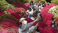 Apabila mengunjungi Tokyo di pertengahan April hingga awal Mei, jangan lewatkan kesempatan menikmati Festival Bunga Azalea di Nezu Shrine.  