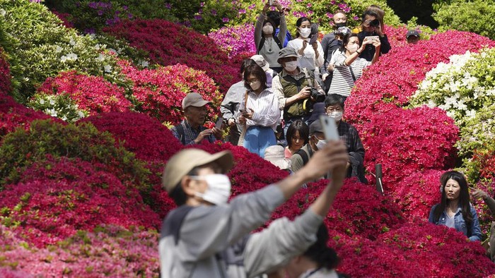 Visitors walk through azalea blossoms at Nezu Shrine on a mild spring day Tuesday, April 11, 2023, in Tokyo. In the Shinto beliefs, Nezu Shrine was built about 1900 years ago, and it's considered one of the oldest shrines in Tokyo. (AP Photo/Eugene Hoshiko)