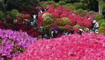 Keindahan Bunga Azalea yang Mekar Ini Bikin Kangen Tokyo!