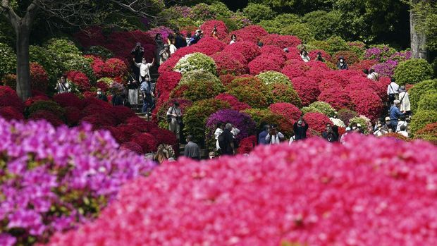 Pengunjung berjalan melewati bunga azalea di Kuil Nezu pada hari musim semi yang lembut, Selasa, 11 April 2023, di Tokyo. Dalam kepercayaan Shinto, Kuil Nezu dibangun sekitar 1900 tahun yang lalu, dan dianggap sebagai salah satu kuil tertua di Tokyo. (Foto AP/Eugene Hoshiko)