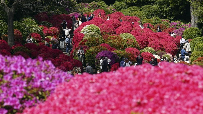 Keindahan Bunga Azalea yang Mekar Ini Bikin Kangen Tokyo! Visitors walk through azalea blossoms at Nezu Shrine on a mild spring day Tuesday, April 11, 2023, in Tokyo. In the Shinto beliefs, Nezu Shrine was built about 1900 years ago, and it's considered one of the oldest shrines in Tokyo. (AP Photo/Eugene Hoshiko)