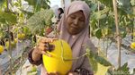 Potret Ngabuburit Sambil Petik Melon di Lamongan