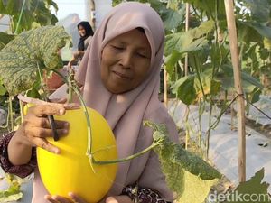 Ngabuburit Asyik di Greenhouse Lamongan, Berburu Melon Golden Kinanti