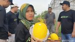 Potret Ngabuburit Sambil Petik Melon di Lamongan