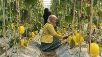Yudi mengatakan, warga sangat antusias untuk datang dan memetik buah secara langsung. Harga golden kinanti jika beli di pasaran bisa Rp 25 ribu hingga Rp 30 ribu/kg, sedangkan jika ia membeli di lokasi greenhouse menjadi lebih murah karena hanya Rp 20 ribu/kg.