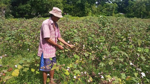 Sejumlah petani kapas di Desa Datah, Abang, Karangasem, khawatir gagal panen karena hujan terus mengguyur.