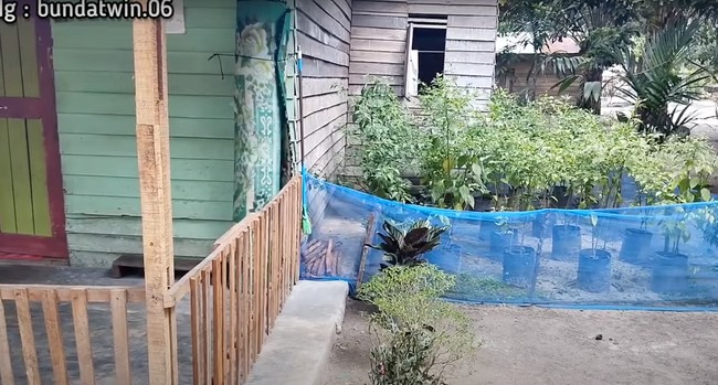 Penampakan bagian samping rumah yang ditumbuhi oleh beberapa pohon cabai. Tak seperti bagian depan rumah, dinding kayu pada bagian samping rumah tampak dibiarkan polos tanpa cat. Foto: YouTube/Bunda Twin