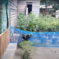 Penampakan bagian samping rumah yang ditumbuhi oleh beberapa pohon cabai. Tak seperti bagian depan rumah, dinding kayu pada bagian samping rumah tampak dibiarkan polos tanpa cat. Foto: YouTube/Bunda Twin