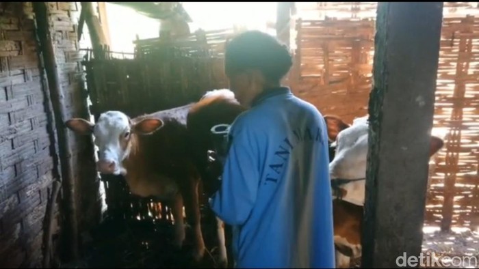 Sapi di Lamongan terserang penyakit lato-lato