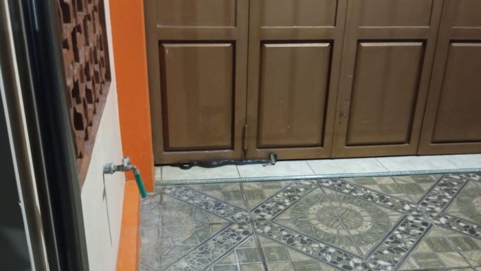 Seekor ular kobra jawa ditangkap saat berada di garasi rumah warga, Klaten, Selasa (11/4/2023).