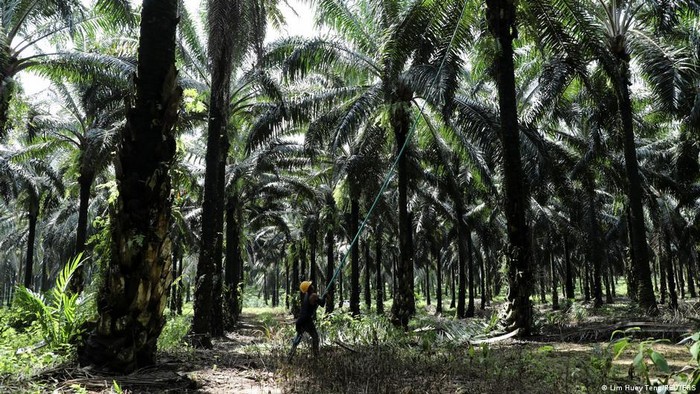 Apa Dampak UU Rantai Suplai Uni Eropa bagi Petani Sawit?
