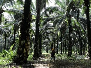 Apa Dampak UU Rantai Suplai Uni Eropa Bagi Petani Sawit?
