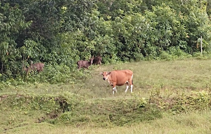 Banteng betina di ladang Cagar Alam Pangandaran.