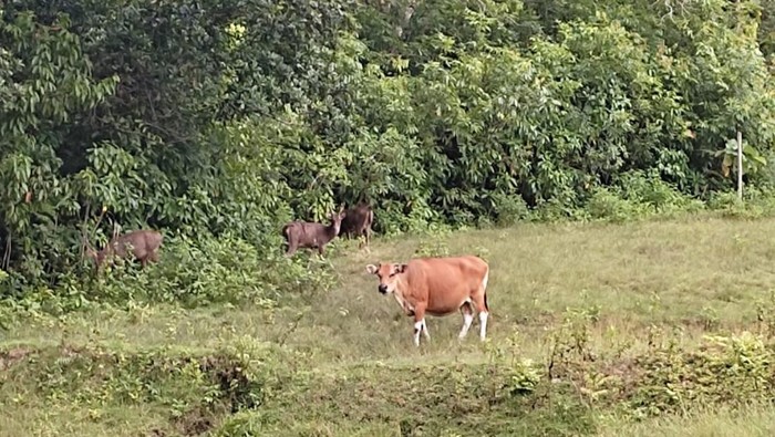 Banteng betina di ladang Cagar Alam Pangandaran.