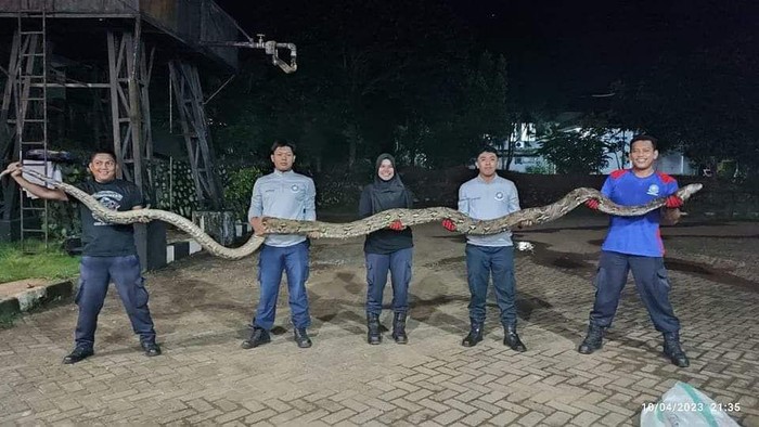 Damkar Luwu Timur mengevakuasi ular piton sepanjang 8 meter.