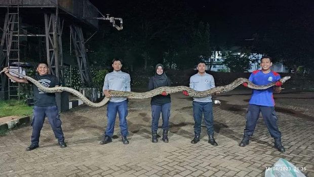 Damkar Luwu Timur mengevakuasi ular piton sepanjang 8 meter.