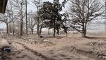 Erupsi, Begini Penampakan Tebalnya Abu Vulkanik Gunung Shiveluch Rusia