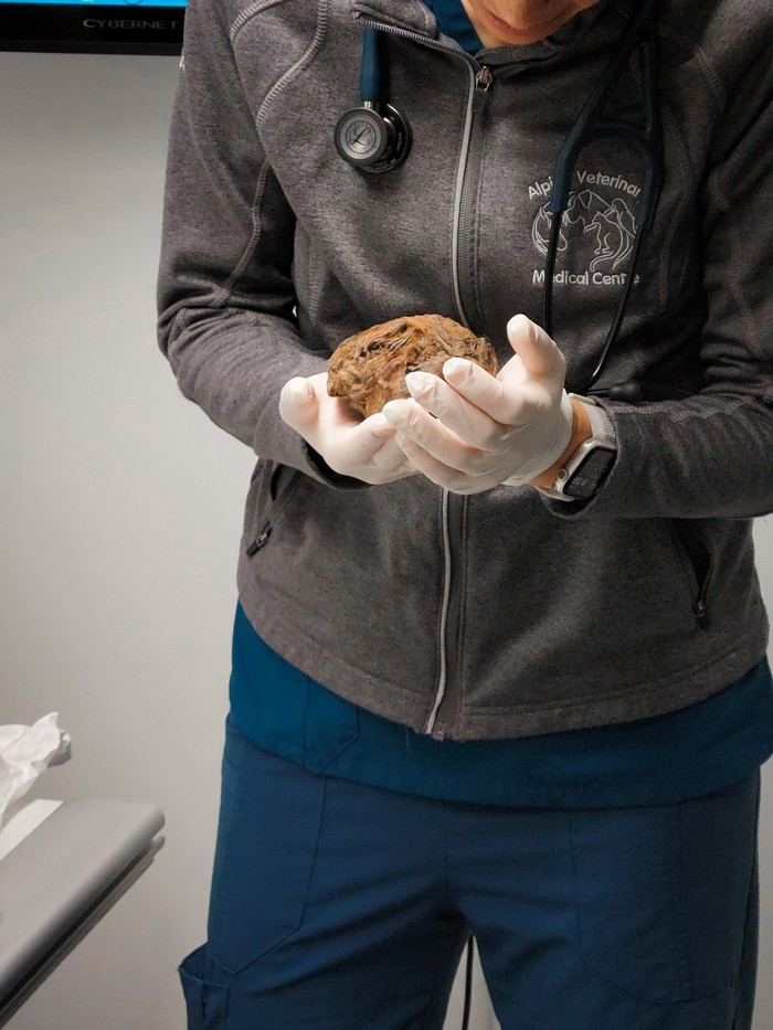 Fosil tupai dari zaman es 30 ribu tahun lalu Fosil tupai dari zaman es 30 ribu tahun lalu